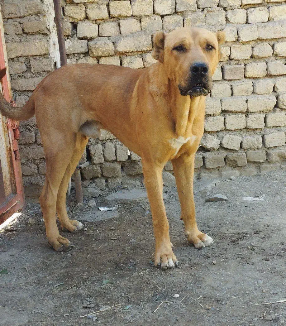 سرابی|سگ|ملایر, |دیوار