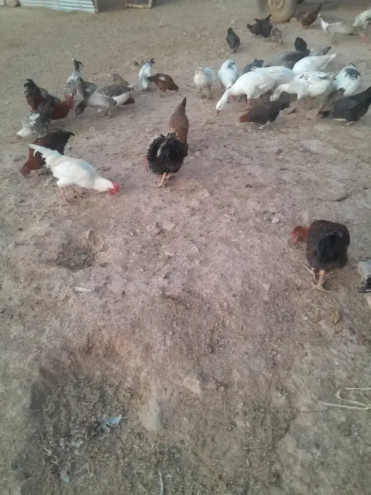 مرغ|حیوانات مزرعه|پاپی, |دیوار