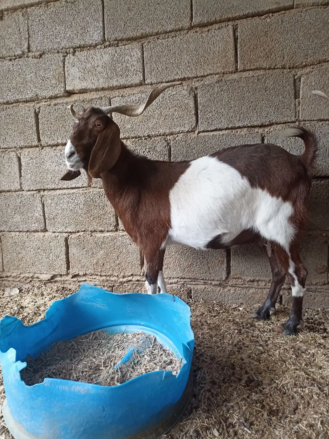 بز نجدی دوقلوزا|حیوانات مزرعه|شادگان, |دیوار