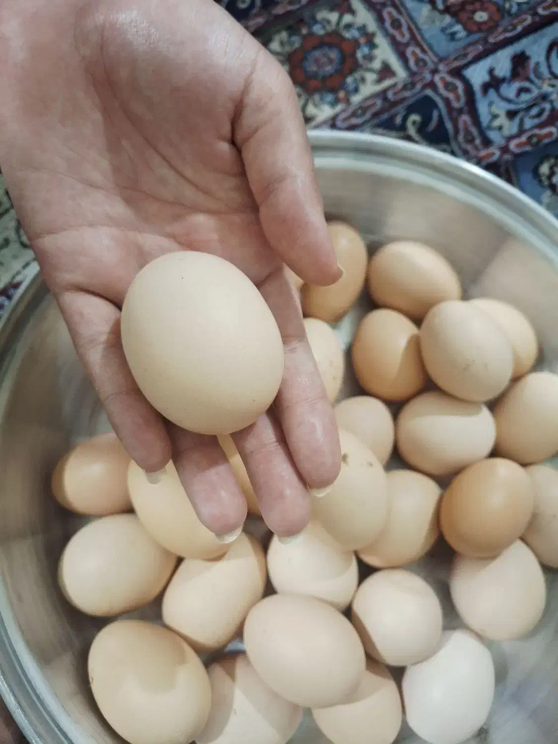 تخم مرغ|حیوانات مزرعه|نیشابور, بنیاد شهید|دیوار