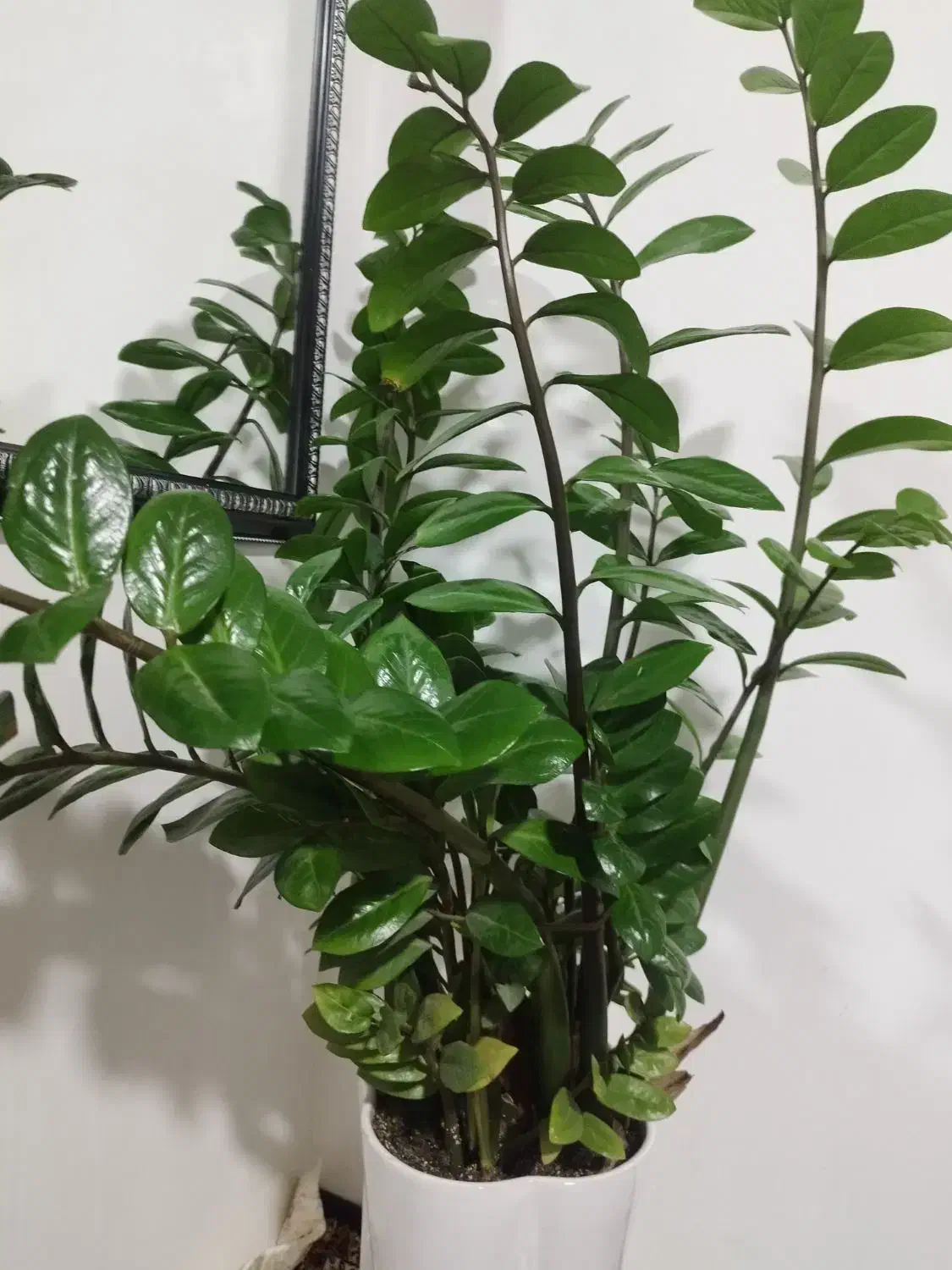 گل زاموفیلا سبز|گل و گیاه طبیعی|سردشت, |دیوار