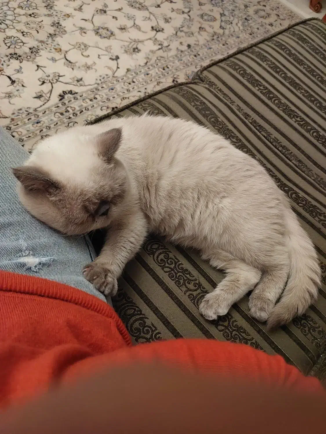 گربه نر اسکاتیش|گربه|تهران, گلستان (شهرک راه آهن)|دیوار