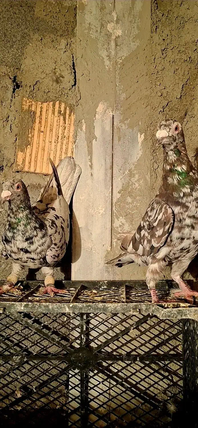 نروماده|پرنده|نسیمشهر, |دیوار