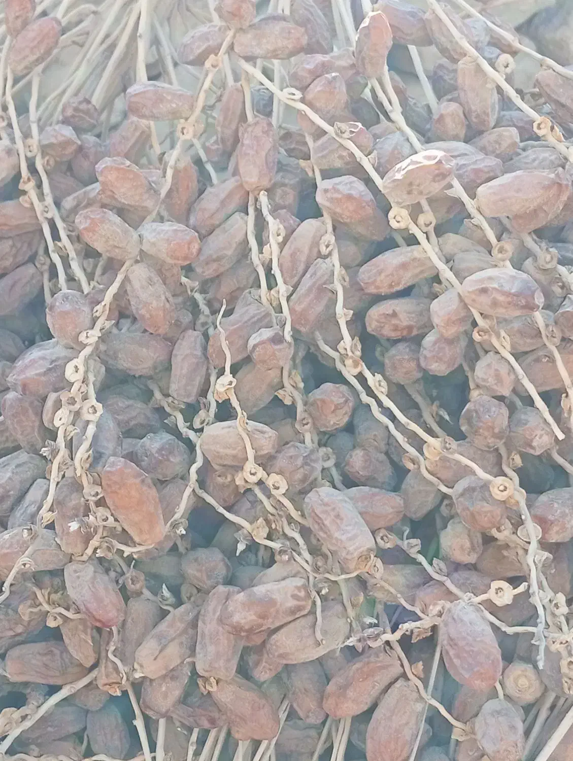 خرمای(لر)پون|خوردنی و آشامیدنی|سراوان, |دیوار