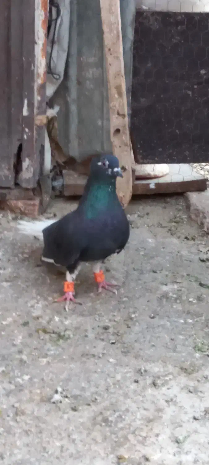 دم سفید چپ|پرنده|تربتحیدریه, طالقانی|دیوار