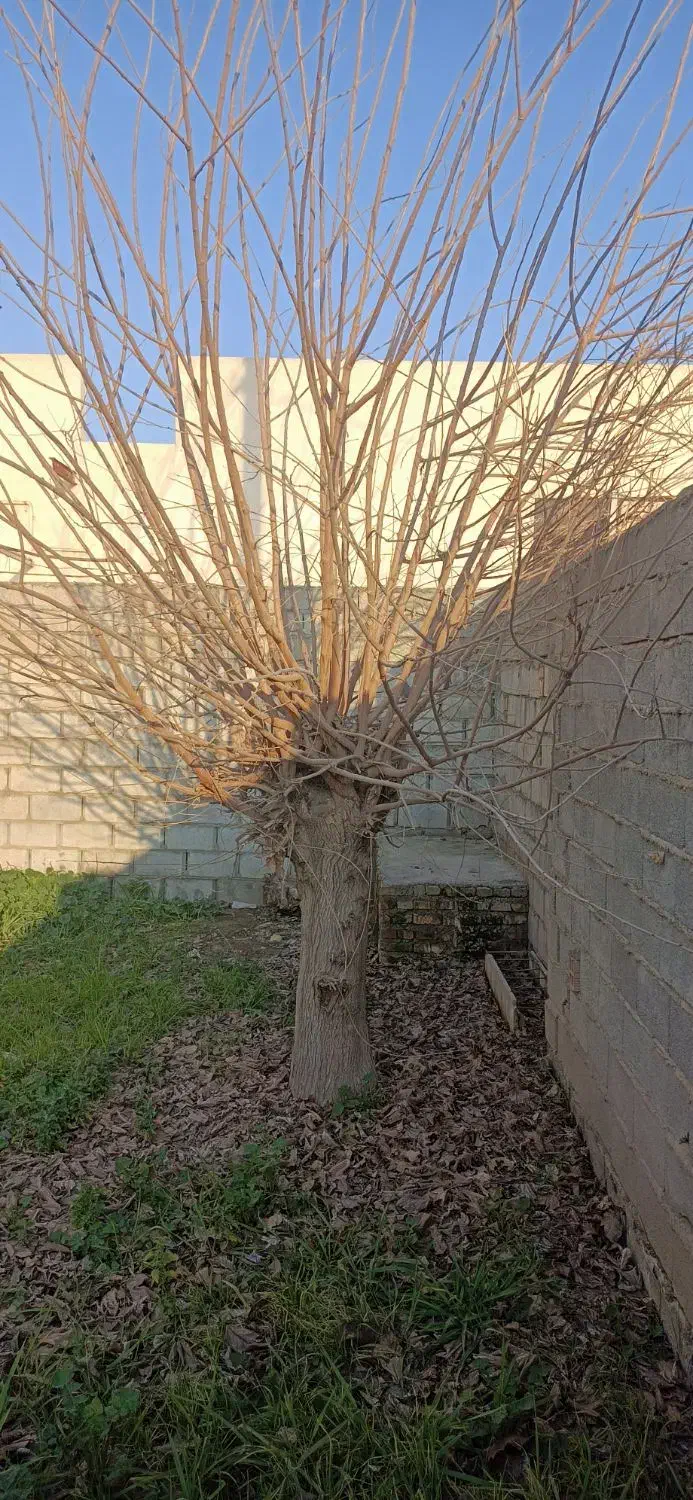 فروش ۴ اصله درخت|خدمات باغبانی و درختکاری|گنبد کاووس, |دیوار