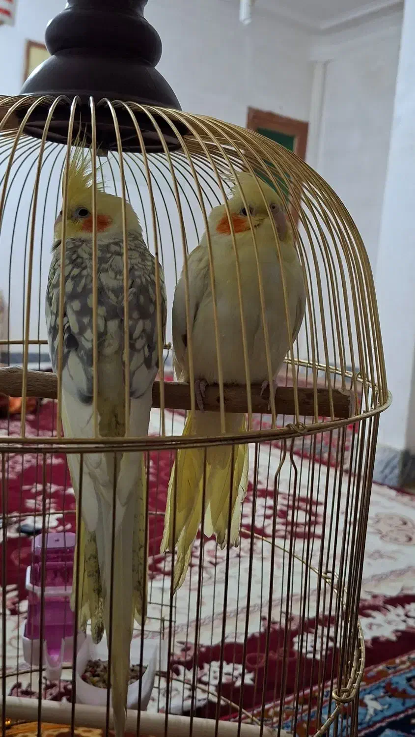 عروس هلندی|پرنده|نورآباد, |دیوار