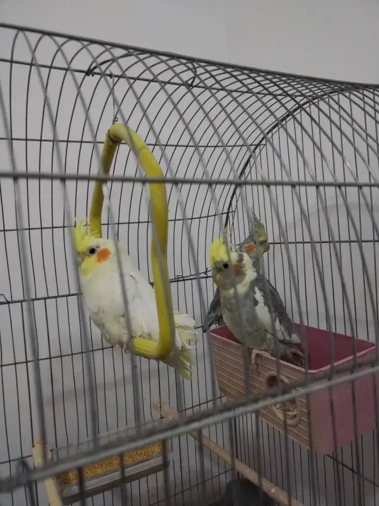 عروس هلندی لوتینو ومرغ عشق|پرنده|کهک, |دیوار