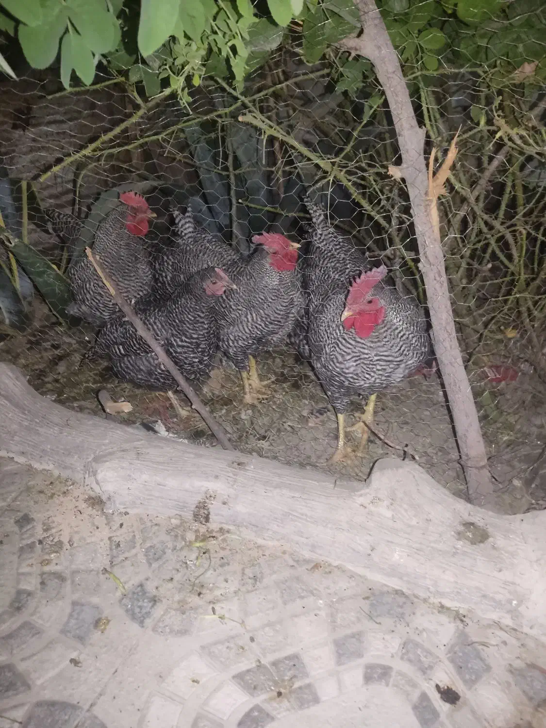مرغ و خروس|پرنده|اصفهان, کوی امیریه|دیوار