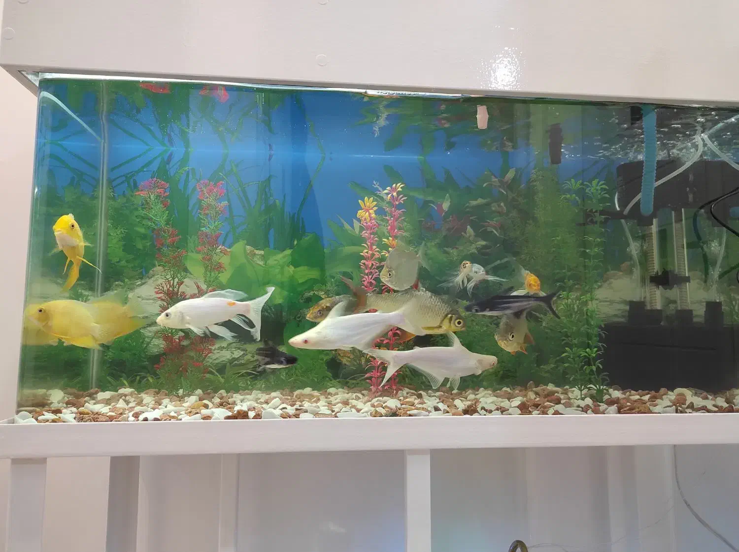 پنکوس سفید جفت|ماهی|اراک, |دیوار