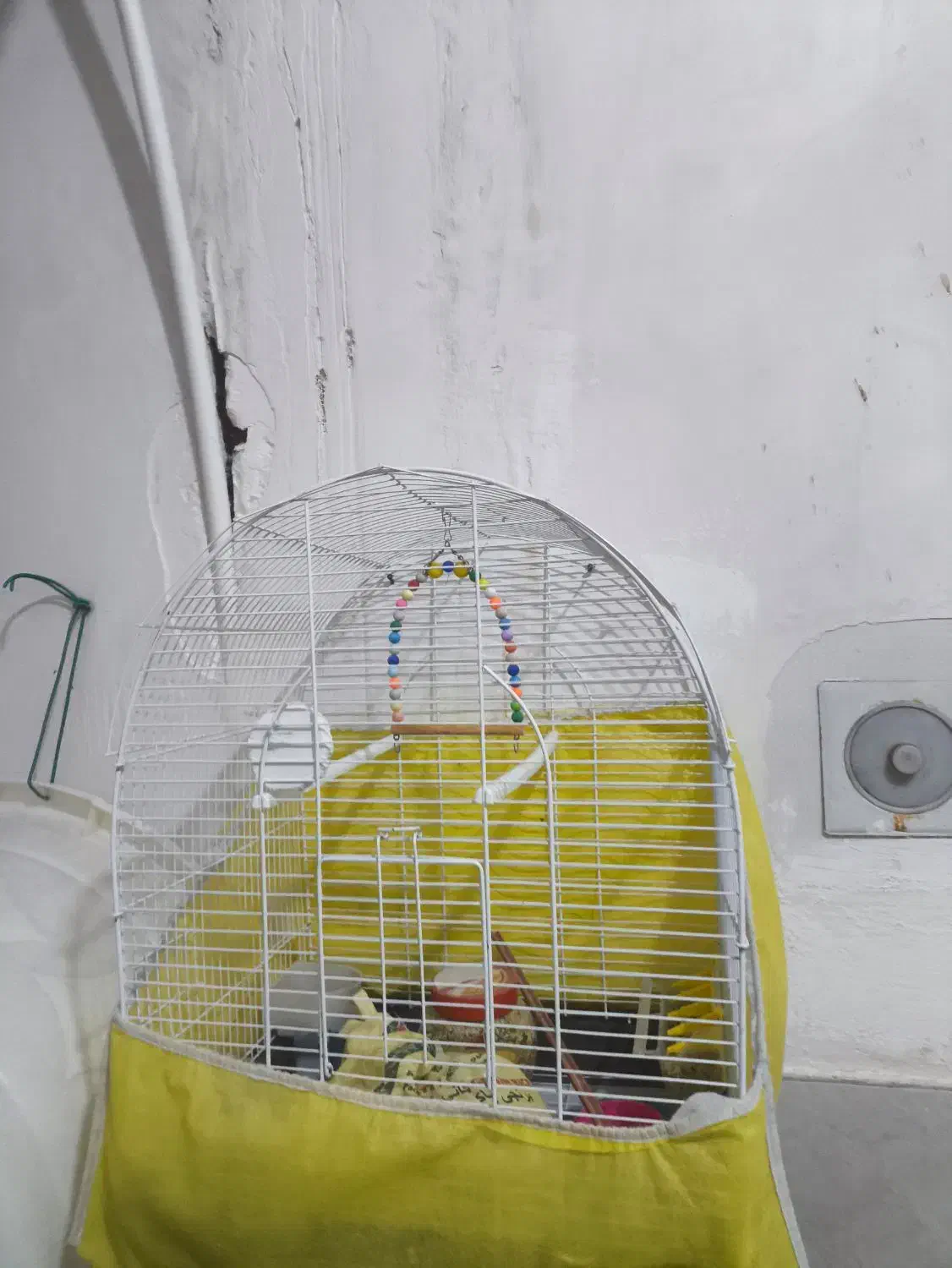 قفس عروس هلندی|لوازم جانبی حیوانات|پیرانشهر, |دیوار