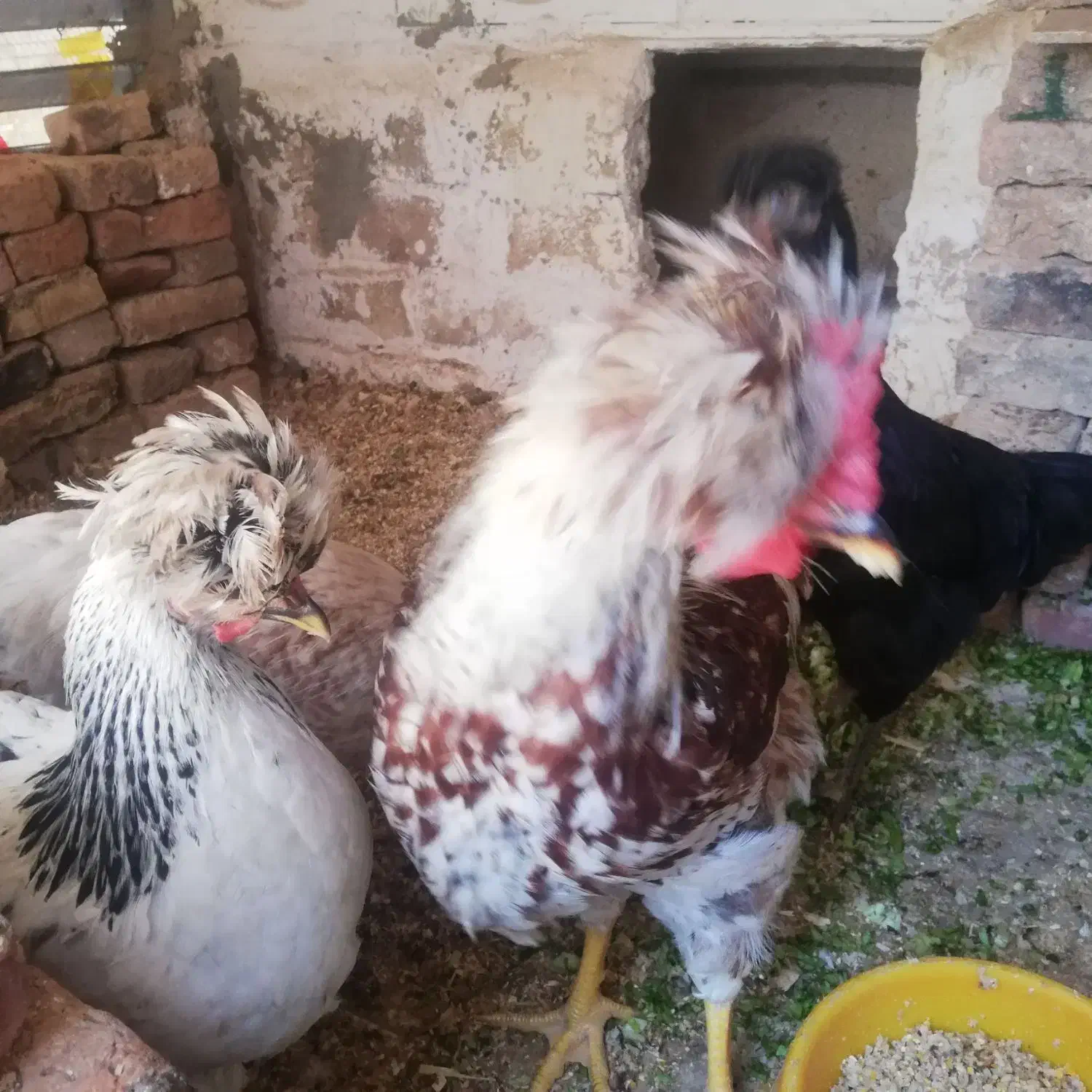 مرغ و خروس های جوان و کاکلی|حیوانات مزرعه|قزوین, |دیوار
