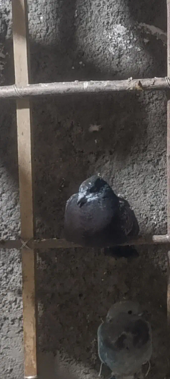 کبوتر غریب|پرنده|گیان, |دیوار