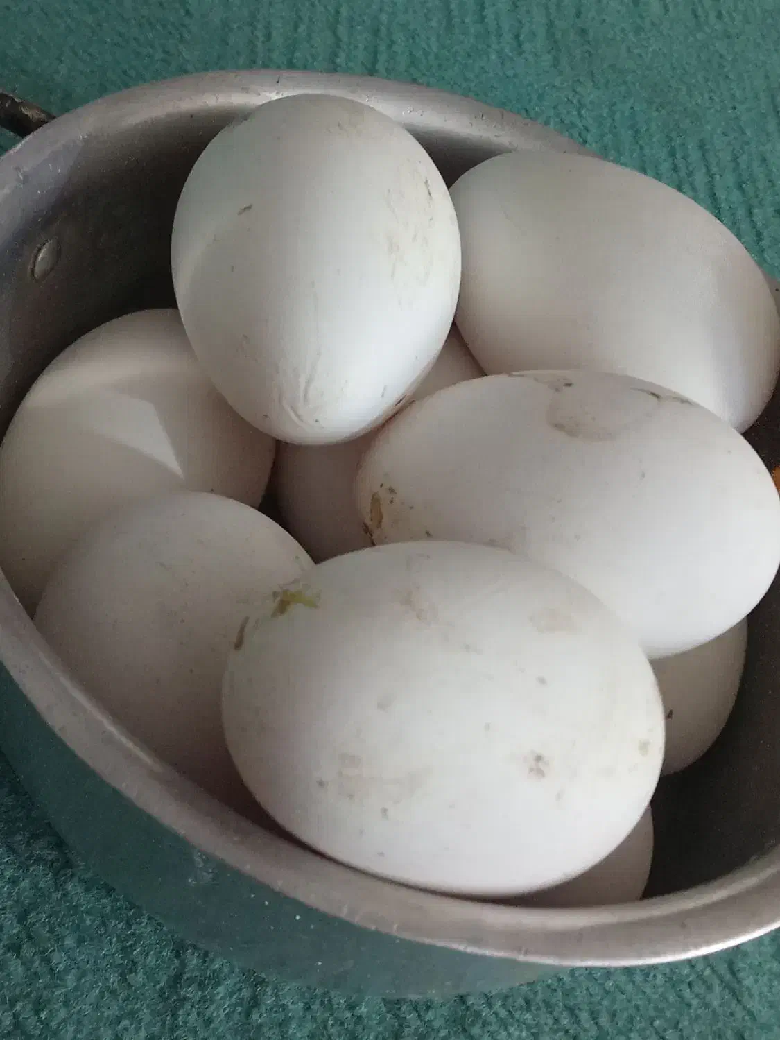 تخم قوقاز|حیوانات مزرعه|اهواز, آسیاباد|دیوار