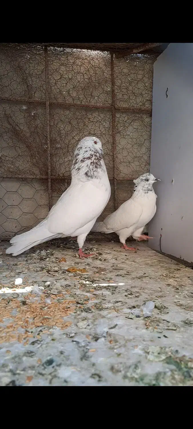 کفتر|پرنده|کرمانشاه, |دیوار