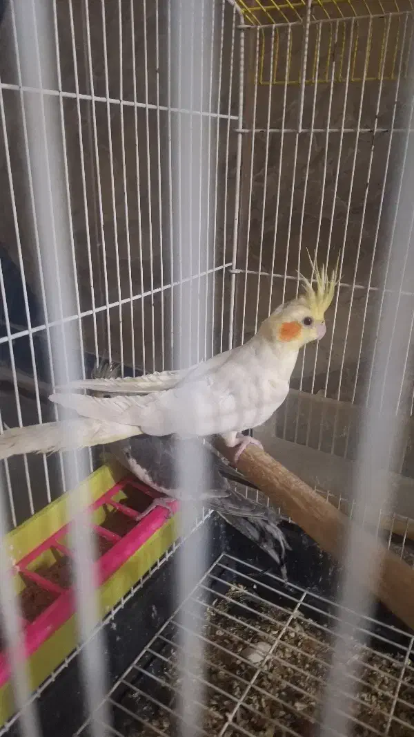 عروس هلندی پاریس|پرنده|یاسوج, |دیوار