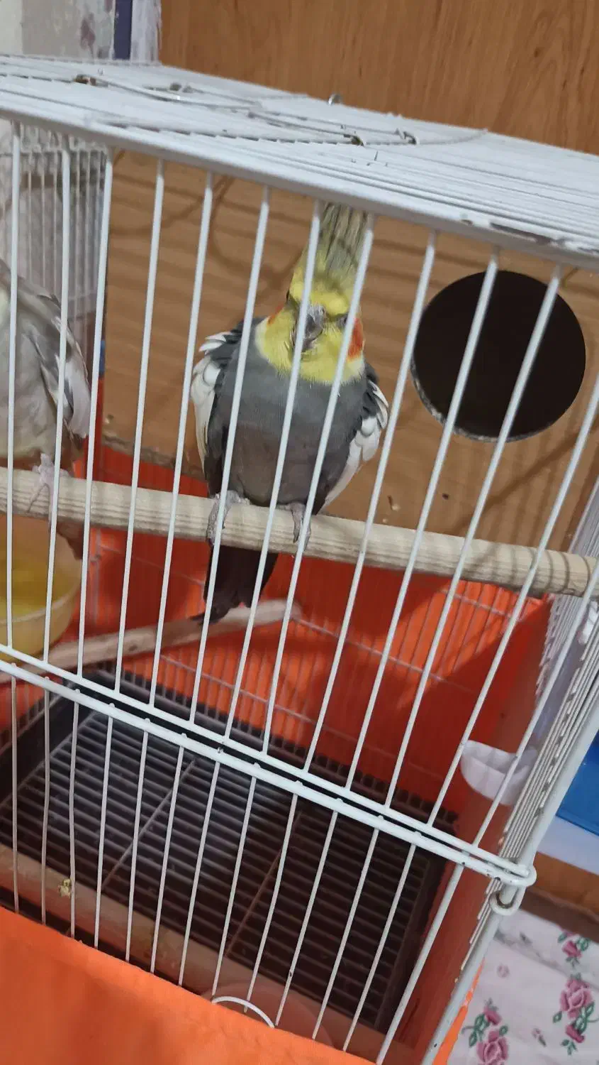 عروس هلندی|پرنده|نسیم‌شهر, |دیوار