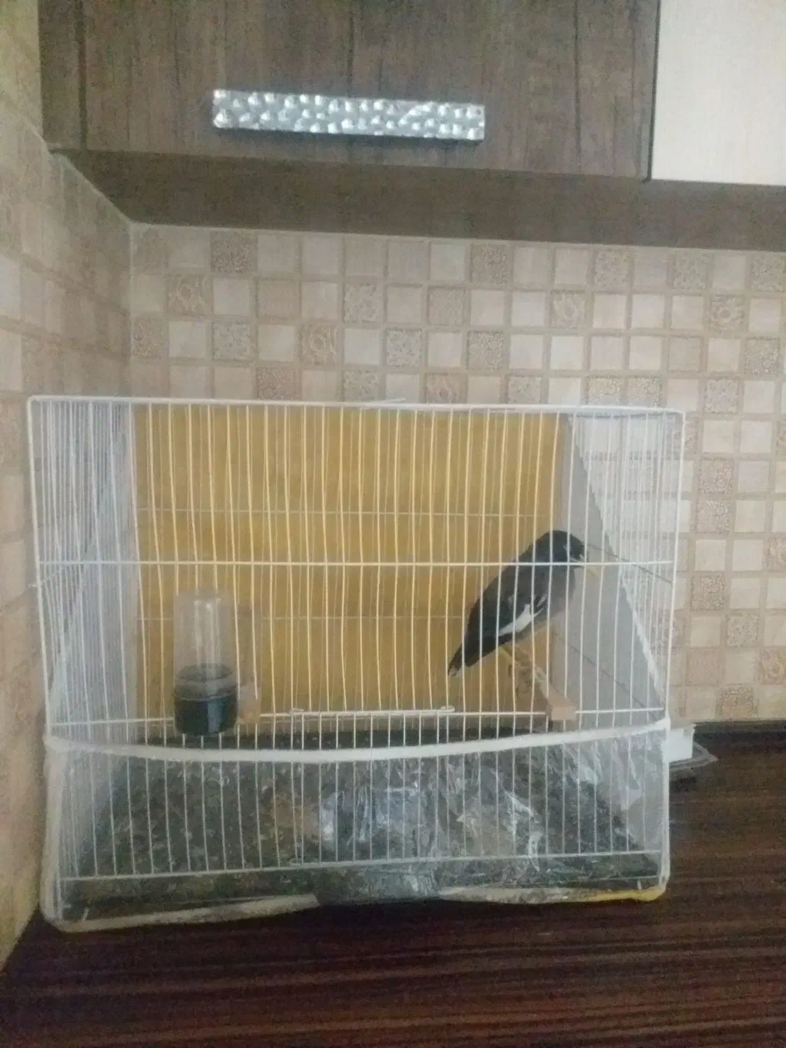 مینا سخنگو|پرنده|مشهد, فدک|دیوار