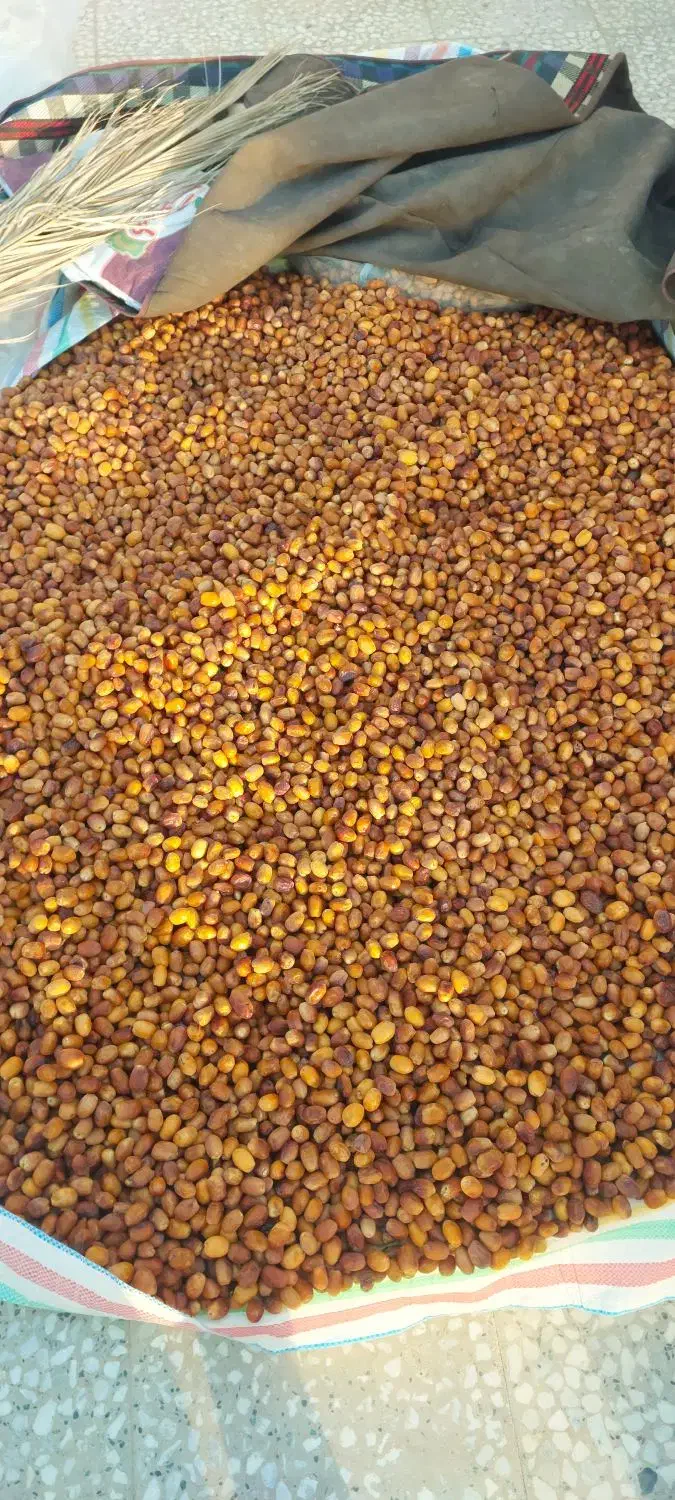 رطب زاهدی|خوردنی و آشامیدنی|فراشبند, |دیوار