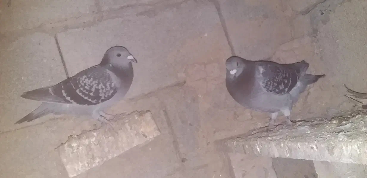 پلاکی شرطی|پرنده|شوشتر, |دیوار