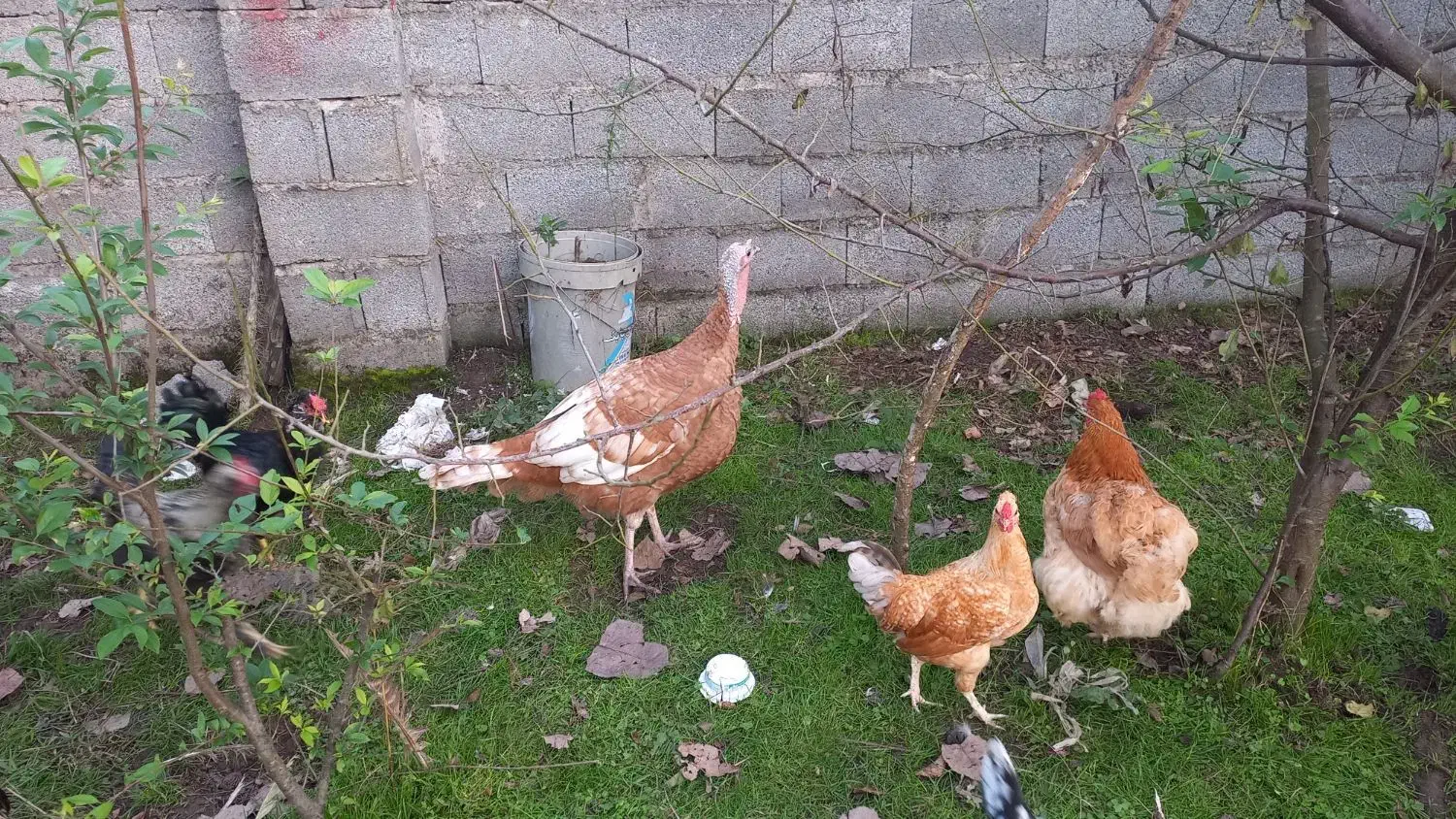 بوقلمون|حیوانات مزرعه|رشت, امین الضرب|دیوار