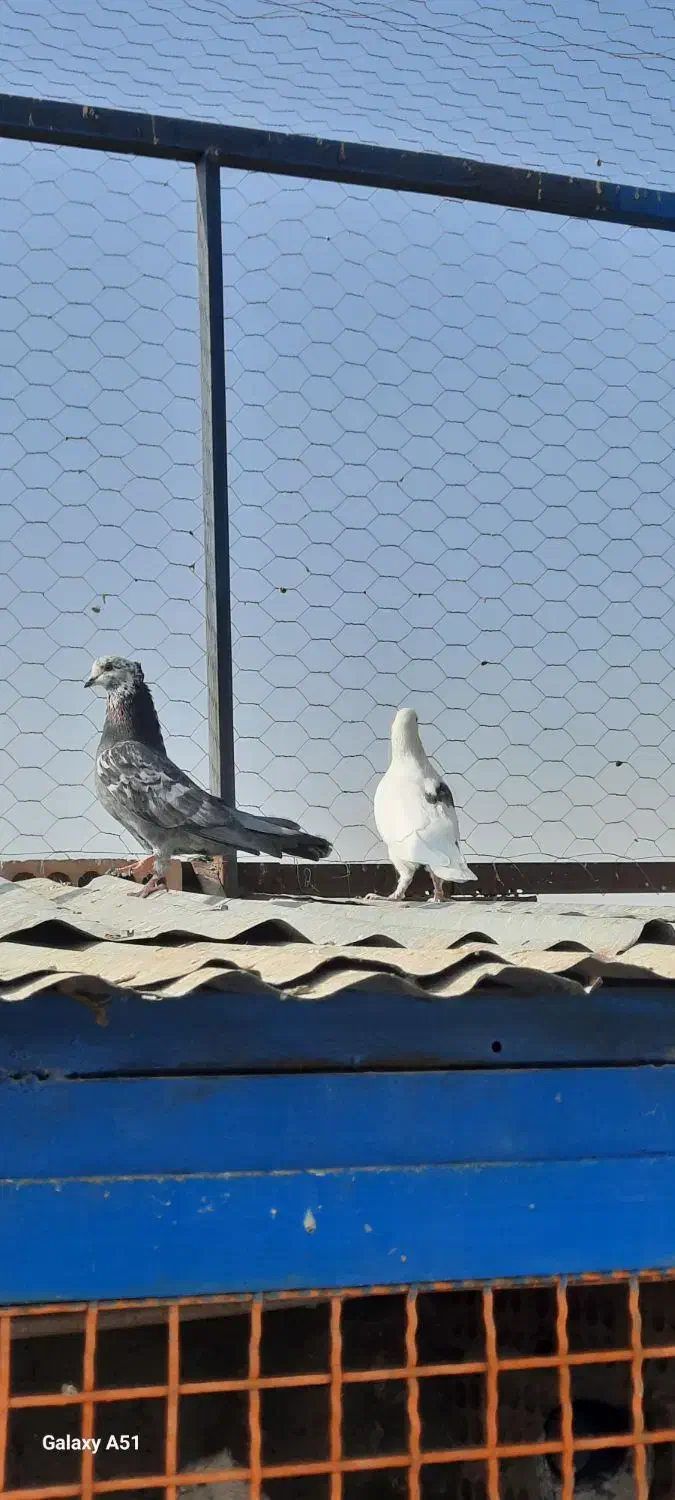 ۱۵تا کفتر جنس خوب|پرنده|کهریزک, |دیوار