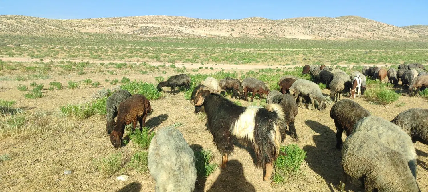 دبر برزی|حیوانات مزرعه|شیبکوه (فارس), |دیوار