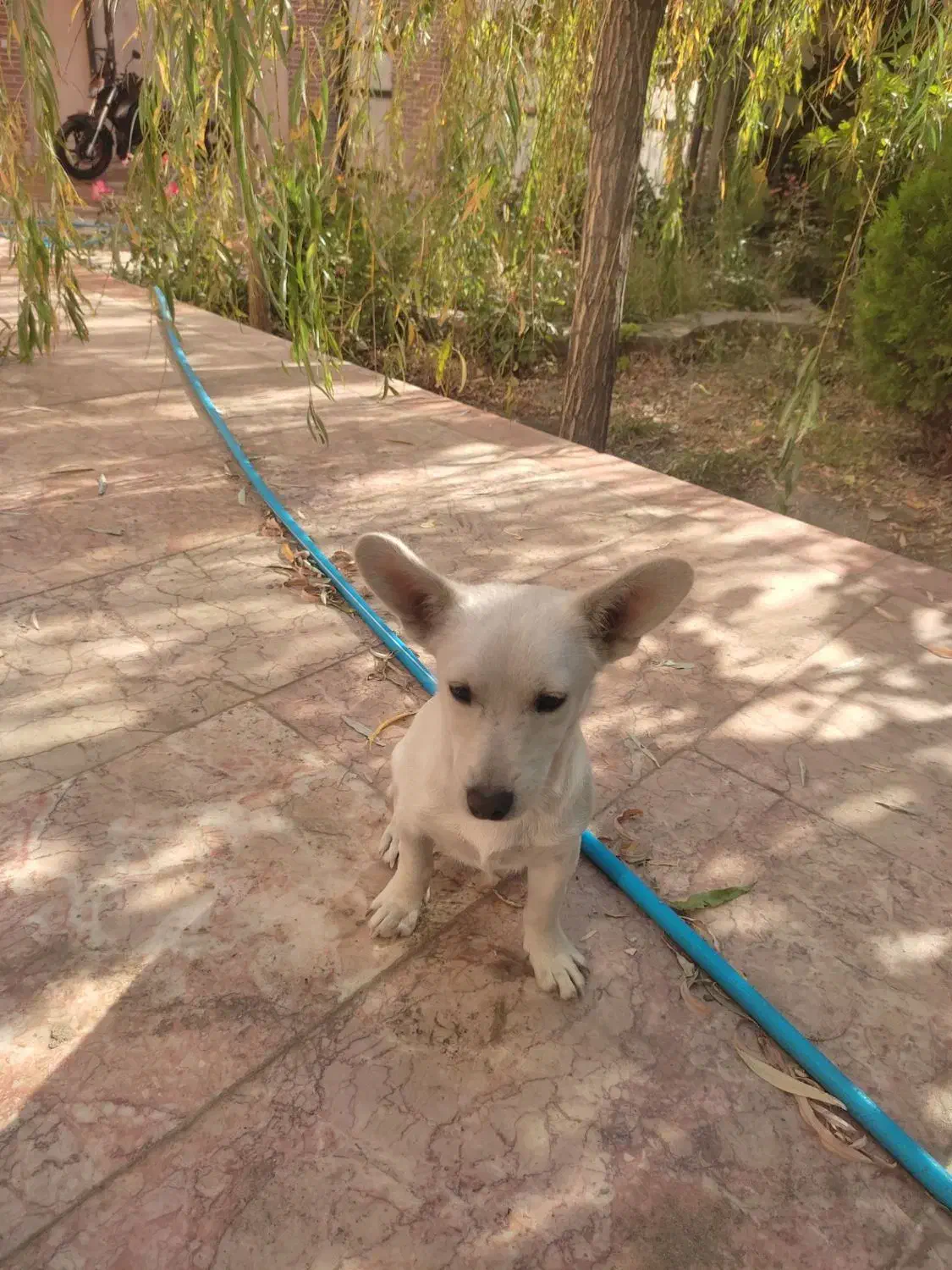 سگ ماده|سگ|مشهد, ویلاشهر|دیوار