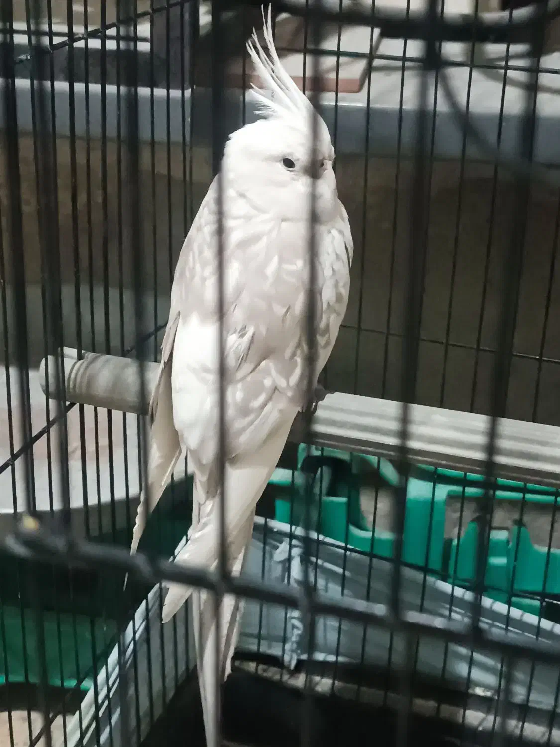 2500|پرنده|پلدختر, |دیوار