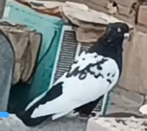 گروه کفتر بازان فولادشهر اصفهان|پرنده|فولادشهر, B2|دیوار