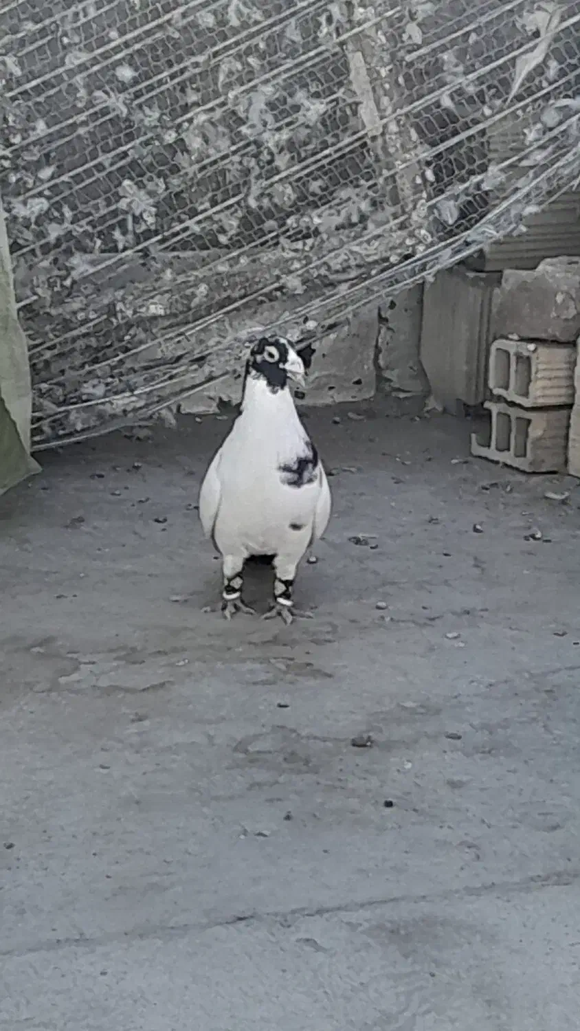 غول سیاه نر|پرنده|تربت جام, جامرود|دیوار