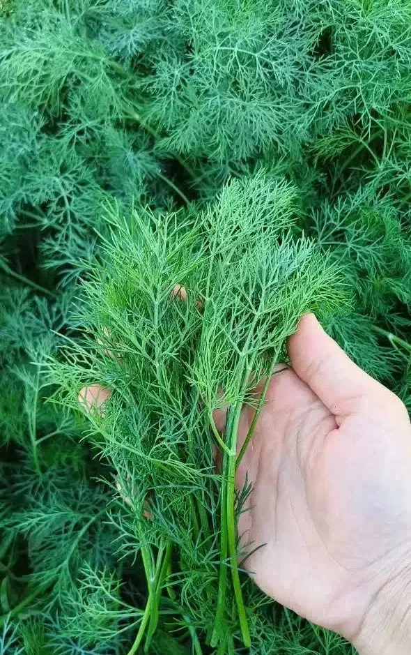 شوید تازه|خوردنی و آشامیدنی|اصفهان, ارداجی|دیوار