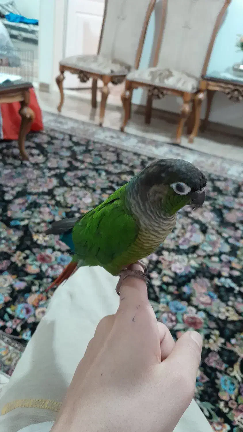 پرنده گرینچیک|پرنده|باغستان, |دیوار