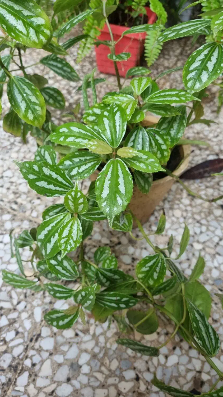 گل طبیعی|گل و گیاه طبیعی|رشت, حمیدیان|دیوار