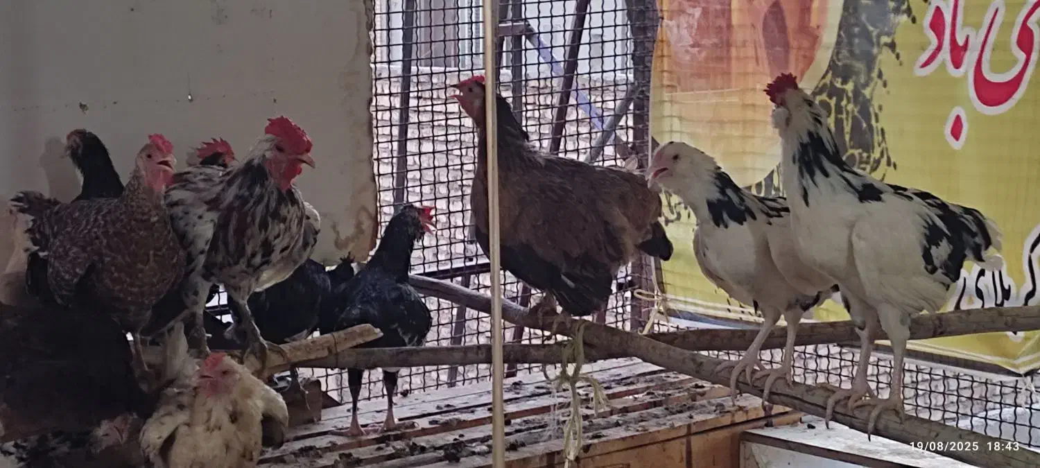 تخم مرغ نطفه دار گلین جوان|حیوانات مزرعه|اصفهان, شیخ طوسی|دیوار