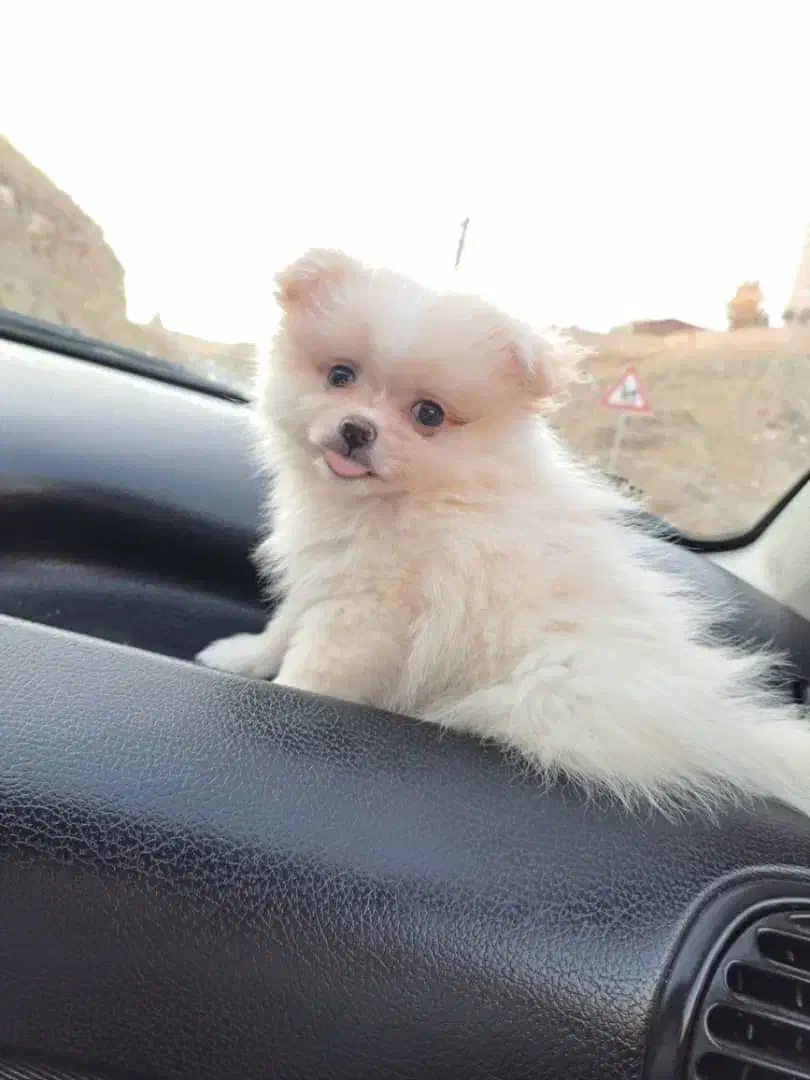 پامرنین خرسی ۷۰ روزه|سگ|کرج, باغستان|دیوار