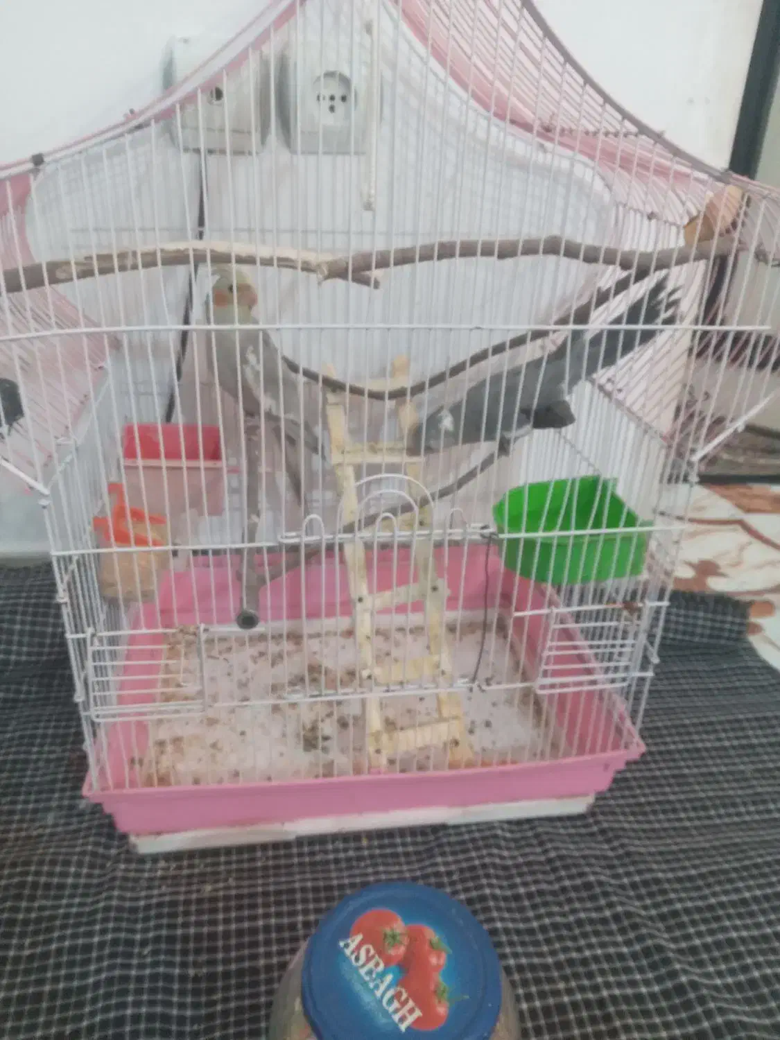 عروس هلندی|پرنده|پاکدشت, حصار امیر|دیوار