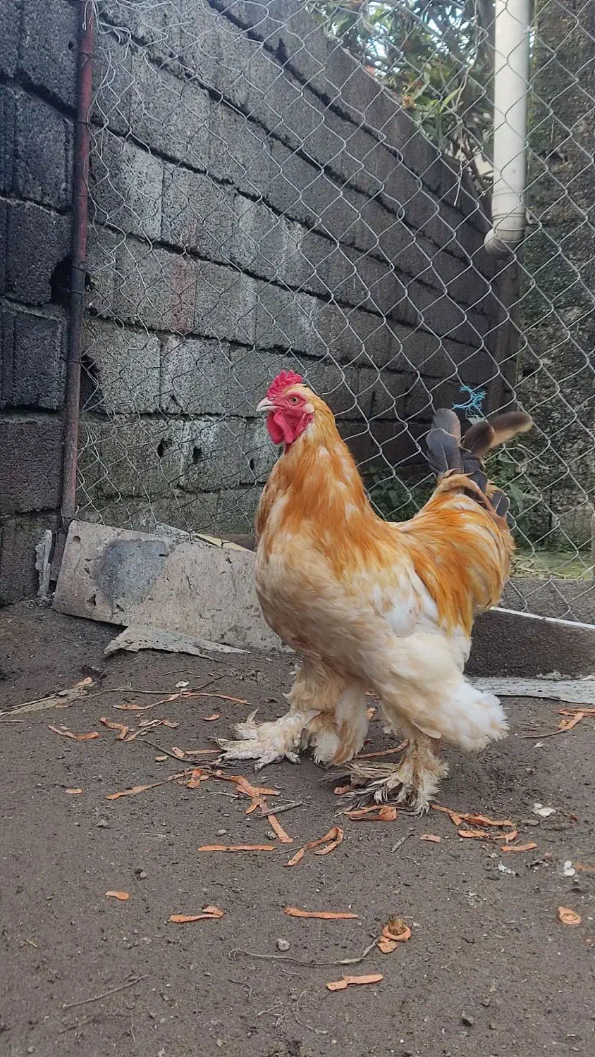 خروس برهما(امپراطور)|حیوانات مزرعه|چالوس, |دیوار