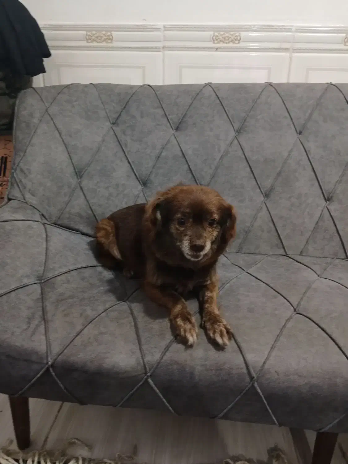 سگ پاکوتا|سگ|گرگان, |دیوار