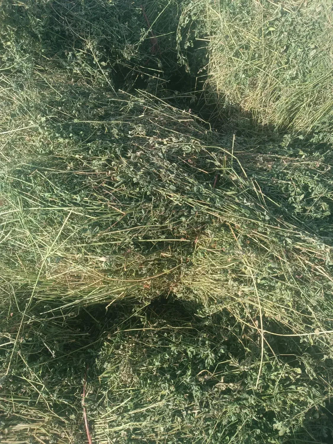 یونجه یا بیده|لوازم جانبی حیوانات|جوین, |دیوار