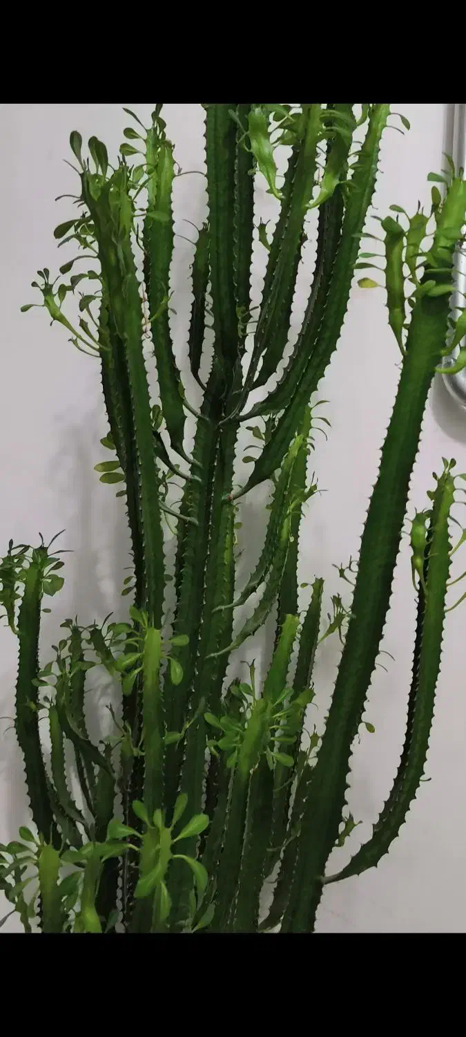 گل و گیاه|گل و گیاه طبیعی|بوکان, |دیوار