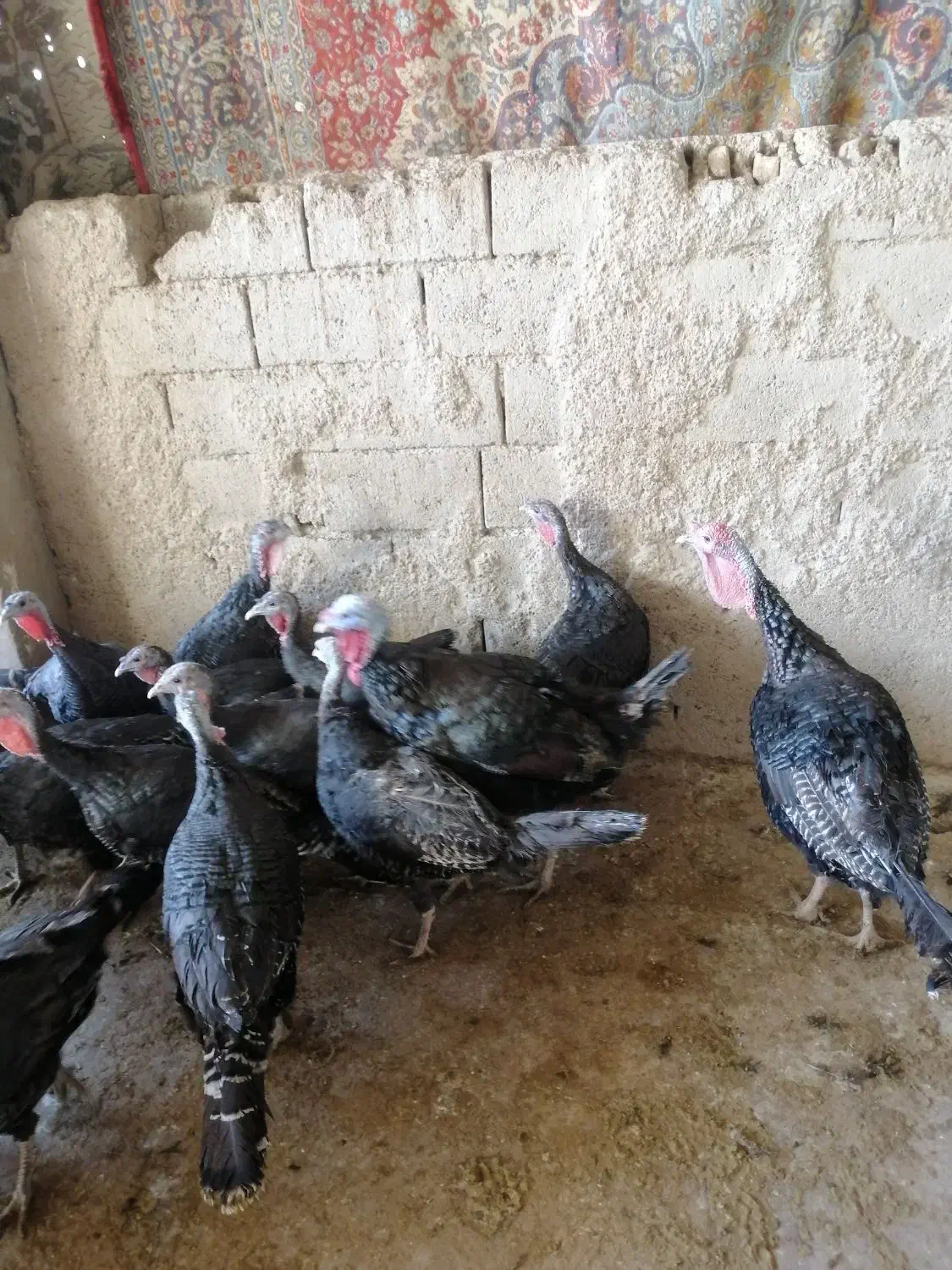 بوقلمون برنز محلی همراه تخم بوقلمون کاملا خانگی|حیوانات مزرعه|شیراز, کرونی(خاتونک)|دیوار