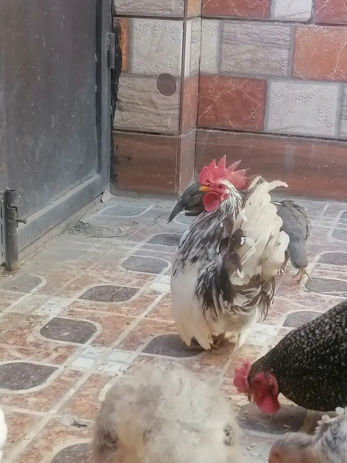 خروس وطاووس|حیوانات مزرعه|بیرجند, |دیوار