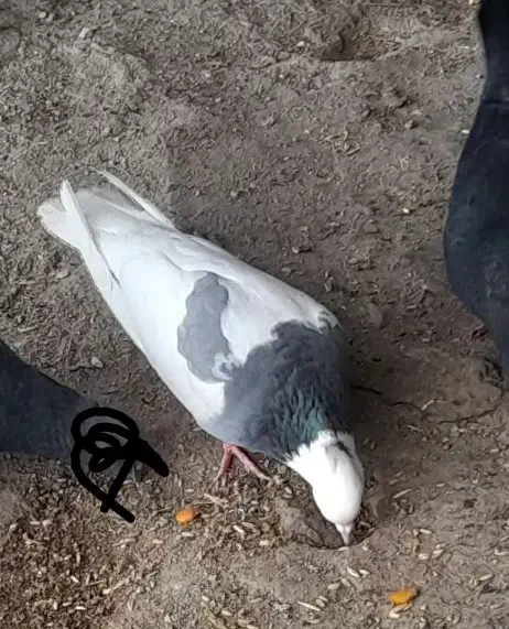 کبوتر|پرنده|صحنه, |دیوار