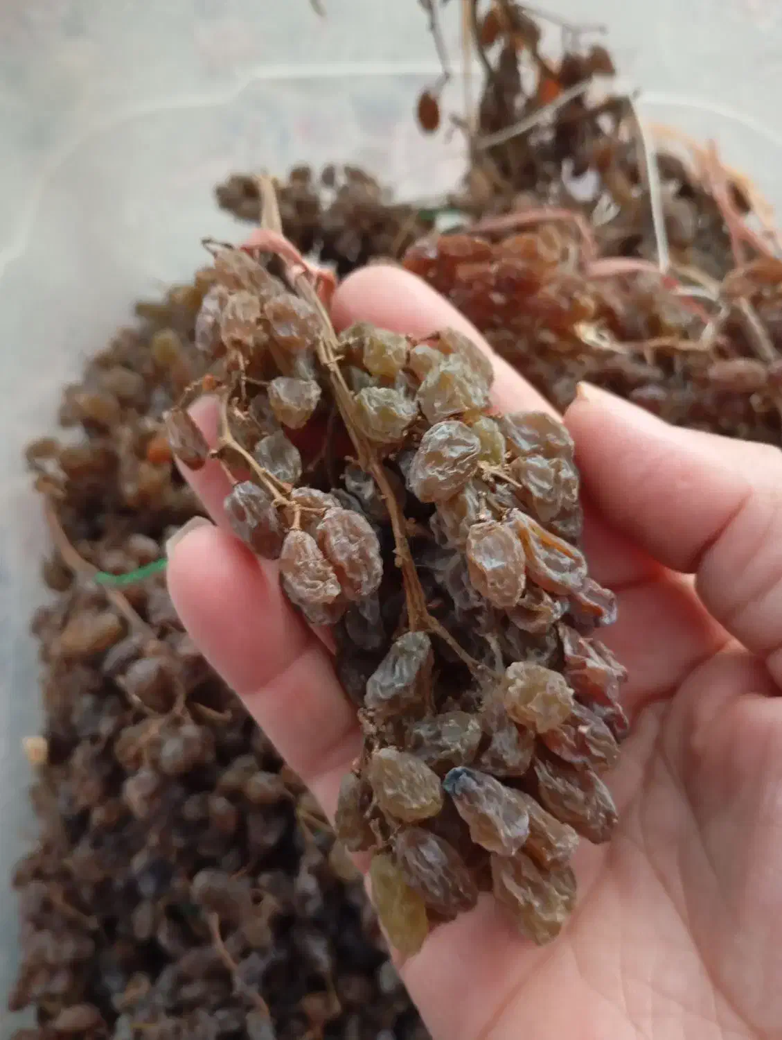 کشمش|خوردنی و آشامیدنی|اندیشه, اندیشه فاز ۲|دیوار