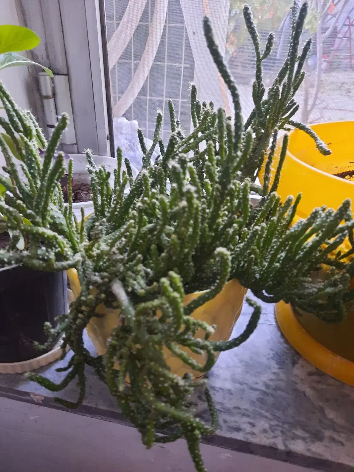 گل وگیاه شاداب|گل و گیاه طبیعی|خوی, |دیوار