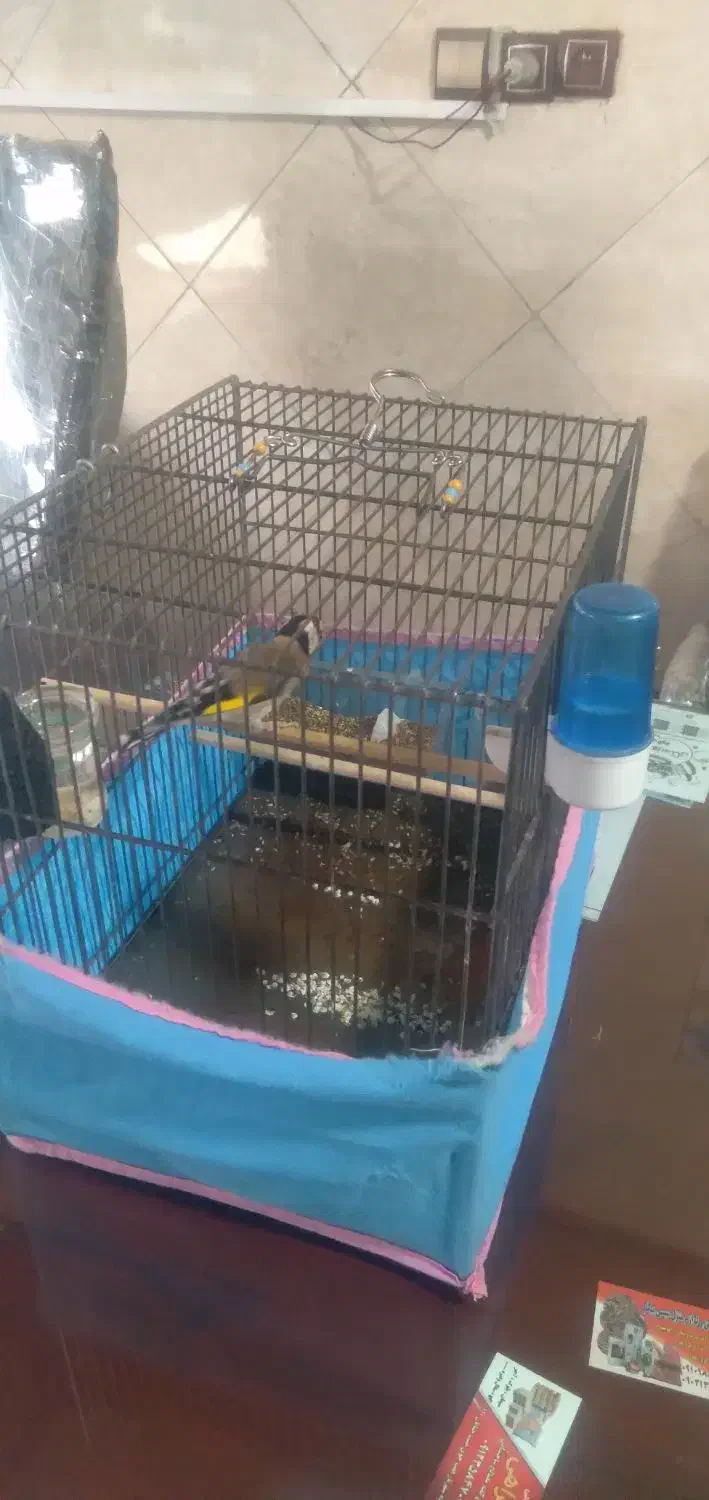 سره و قناره|پرنده|فردیس, شهرک شهید حسینی|دیوار