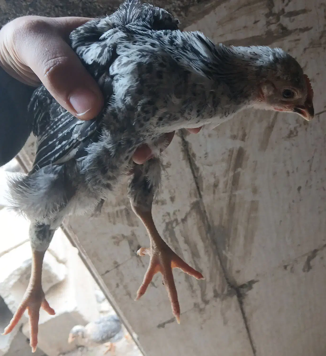 جوجه مرغ سیاه|حیوانات مزرعه|پاکدشت, پاکدشت (مامازند)|دیوار