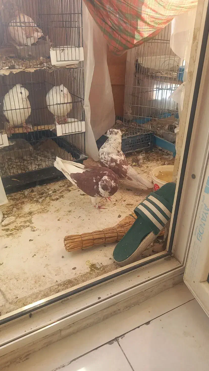 گرگی شمرونی پرش ساعت بالا|پرنده|تهران, مشیریه|دیوار