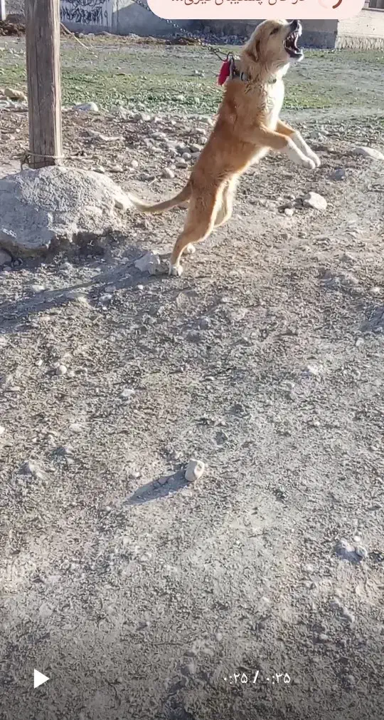 سگ.|سگ|سیسخت, |دیوار